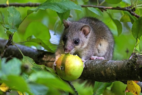 Dormouse (Glis glis), animals, mammals, dormice, nocturnal, rodents, eats an apple,