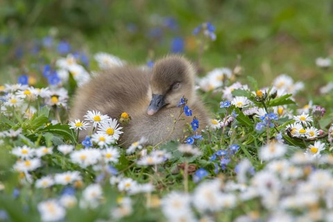 Greylag goose (Anser anser) juvenile baby gosling bird sleeping amongst Daisy and Speedwell spring