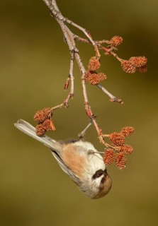 Boreal Chickadee (Poecile hudsonicus), Alaska, USA