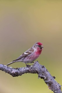 Redpoll, songbird, family of goldfinches, (Carduelis flammea), animals. Birds, Varanger Bird Park,