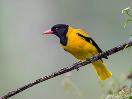 Black-hooded Oriole (Oriolus xanthornus), Sri Lanka