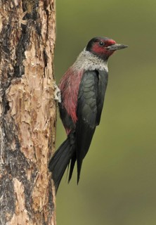 Lewis's Woodpecker (Melanerpes lewis), Oregon, USA