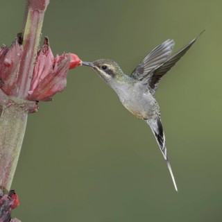 Green Hermit (Phaethornis guy), Ecuador