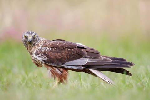 Western Marsh Harrier (Circus aeruginosus) male on grassland, Poland
