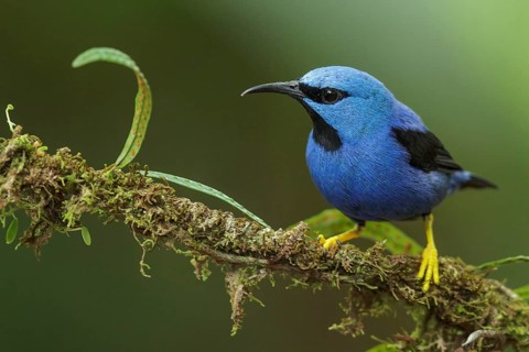 Shining Honeycreeper (Cyanerpes lucidus) perched on a branch in Costa Rica