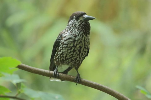 Nutcracker (Nucifraga caryocatactes), Triberg, Southern Black Forest, Black Forest,
