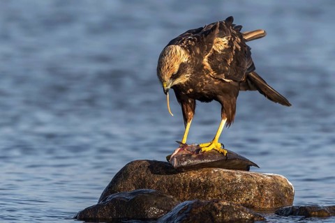 Western Marsh Harrier (Circus aeruginosus) female eating fish, Mecklenburg-Western Pomerania