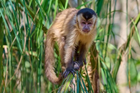 Capuchin monkey balancing on a green leaf, surrounded by forest, Capuchin monkey (Sapajus apella),