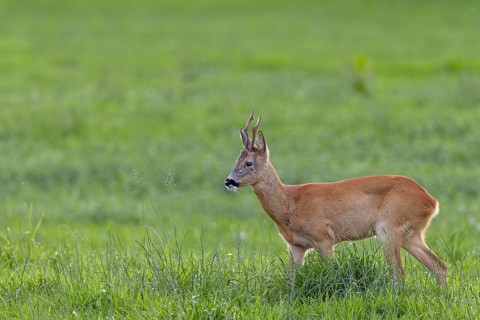 The old roebuck (Capreolus capreolus) watches the younger buck on the opposite side of the river