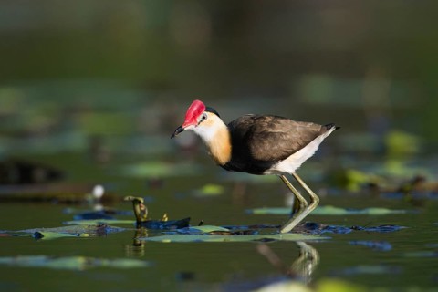 Comb-crested Jacana (Irediparra gallinacea), Queensland, Australia
