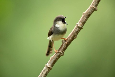 Grey-breasted Prinia (Prinia hodgsonii pectoralis) male singing, Udawalawe National Park, Sri Lanka