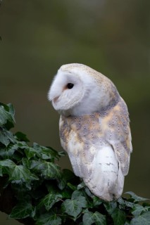 Barn owl (Tyto alba) adult bird on an Ivy covered tree branch, England, United Kingdom