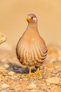 Arabisches Wüstenhuhn, Sand Partridge, Ammoperdix heyi, Perdrix de Hey, Perdiz Desértica