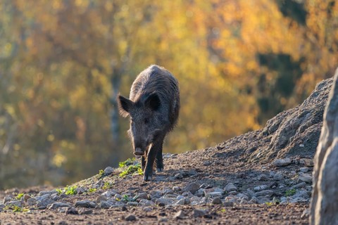 A female wild boar (Sus scrofa) crosses a clearing backlit by the sun. An autumnal forest can be