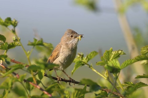 Dorngrasmuecke (Sylvia communis), Whitethroat, Altvogel mit Futter im Schnabel, morgens, Mai, NSG