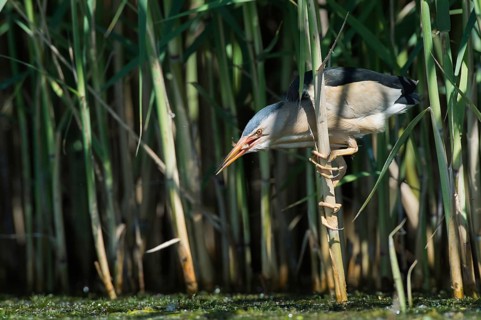 Little Bittern (Ixobrychus minutus) foraging, Bulgaria