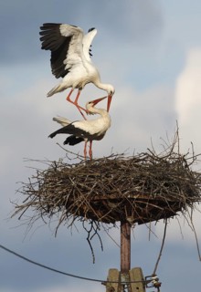 White Stork (Ciconia ciconia) pair mating, Poland