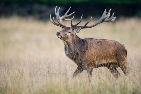 Red Deer (Cervus elaphus) stag walking across grassland, Denmark