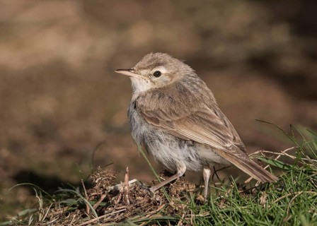 Booted Warbler (Iduna caligata) perched on a branch, Wales, United Kingdom