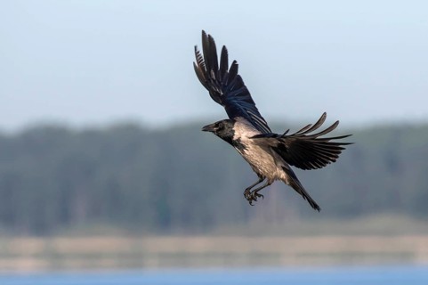 Hooded Crow (Corvus cornix) flying, Mecklenburg-Western Pomerania, Germany