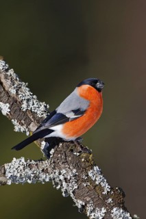 Eurasian Bullfinch (Pyrrhula pyrrhula) male, Carinthia, Austria