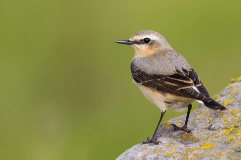 Northern Wheatear. Steinschmätzer, Chasco-cinzento, Oenanthe oenanthe, Collalba Gris, Culbianco