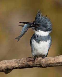 Belted Kingfisher (Megaceryle alcyon) male with fish in its beak, Florida, USA