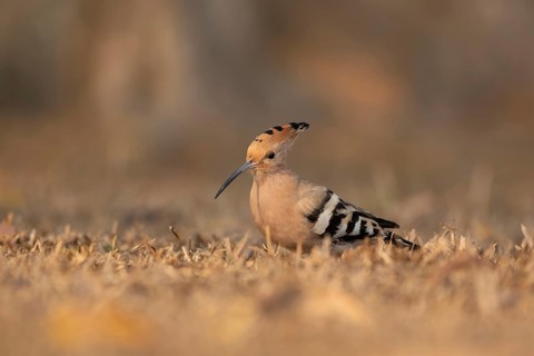 Eurasian Hoopoe (Upupa epops) foraging on the ground in a field of dry grass, Sreepur, Gazipur,
