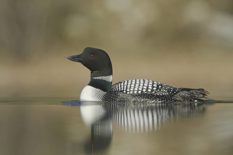 Great Northern Loon (Gavia immer), British Columbia, Canada