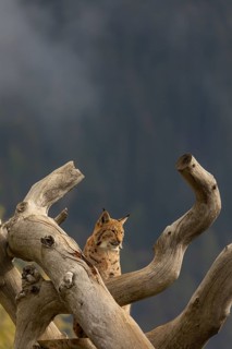 One Eurasian lynx, (Lynx lynx), standing high up on a dead tree. Frontal view with mountains and