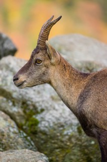 Portrait of a female ibex (Capra ibex) standing on a rock