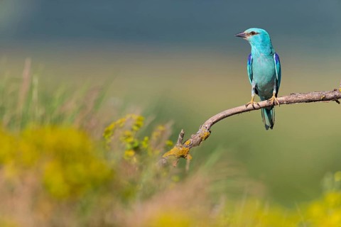 Roller, Almond Crow, (Coracias garrulus), animals, birds, raptors, raptor family, perch, biotope,