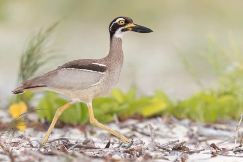 Beach Stone-curlew (Esacus magnirostris) perched on the beach in eastern Australia