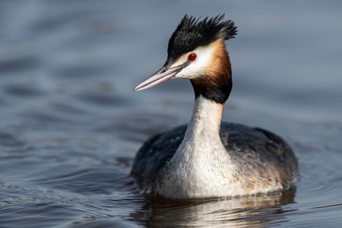 Great Crested Grebe (Podiceps cristatus), Emsland, Lower Saxony, Germany