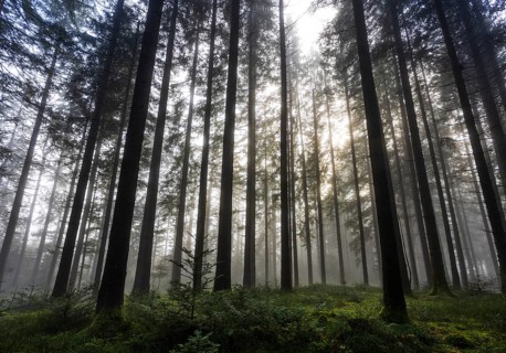 Picea abies, spruce forest in morning fog with sunrays, autumn forest, Mondseeland, Salzkammergut,