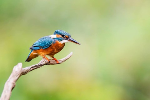 Common kingfisher (Alcedo atthis) sitting on an old wooden branch in late summer, wildife, Bavaria,