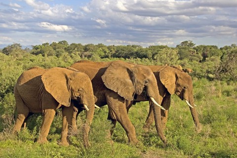 African elephant (Loxodonta africana) trio with three males, Samburu National Reserve, Kenya