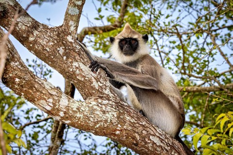 A langur perches on a branch and attentively observes its surroundings, Hanuman langur near