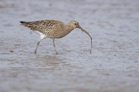 Eurasian curlew (Numenius arquata) adult wading bird carrying a lugworm in its beak on a mudflat,