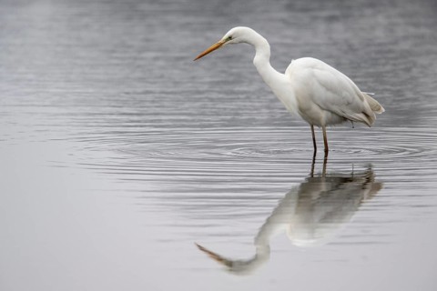Great White Egret (Ardea alba), Emsland, Lower Saxony, Germany