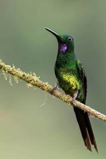 Empress Brilliant (Heliodoxa imperatrix) perched on a branch in Colombia, South America