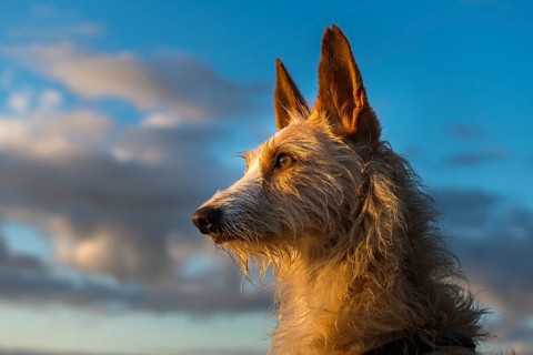 Podengo male dog looking into the sunrise, Henne Strand, Syddanmark, Denmark