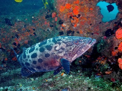 Potato grouper (Epinephelus tukula)