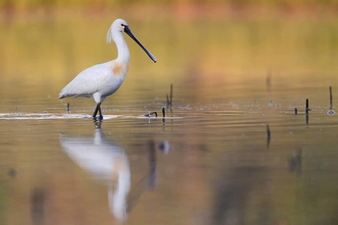 Eurasian Spoonbill (Platalea leucorodia) foraging, Saxony, Germany