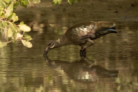 Hadada Ibis (Bostrychia hagedash) foraging, Gambia
