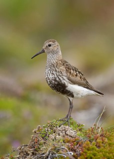 Dunlin (Calidris alpina) in field, Iceland