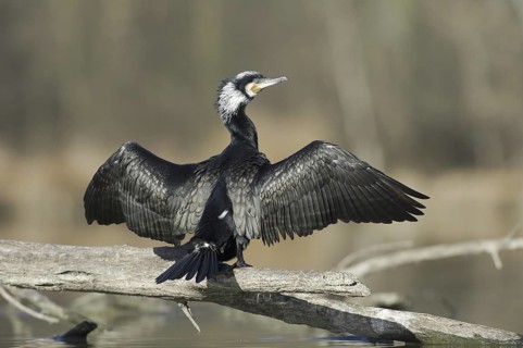 Great Cormorant (Phalacrocorax carbo), Saxony, Germany