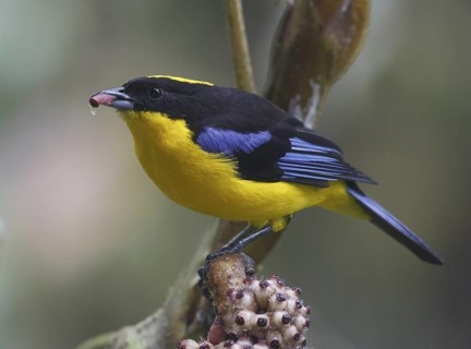 Blue-winged Mountain Tanager (Anisognathus somptuosus), Pichincha, Ecuador