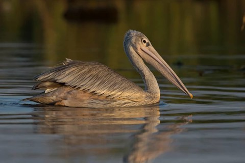 Pink-backed Pelican (Pelecanus rufescens) juvenile, Nechisar National Park, Ethiopia