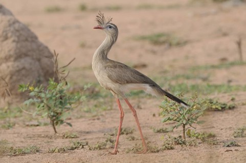 Red-legged Seriema (Cariama cristata), Pantanal, Brazil
